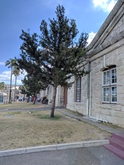 Juniperus bermudiana