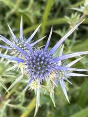 Eryngium planum
