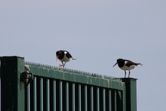 Haematopus ostralegus