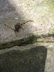 Trachyderes elegans