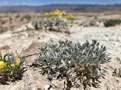 Astragalus hyalinus