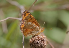 Phyciodes pallida