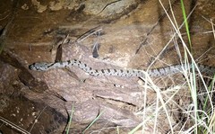 Pantherophis bairdi