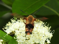 Hemaris aethra