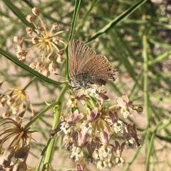 Satyrium tetra