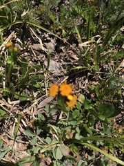 Packera dimorphophylla