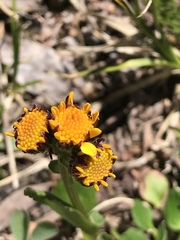 Packera dimorphophylla