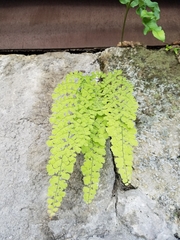 Adiantum concinnum