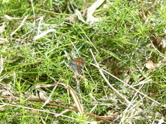 Coenonympha pamphilus