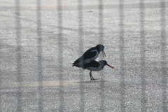 Haematopus ostralegus