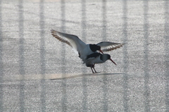 Haematopus ostralegus