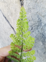 Adiantum concinnum