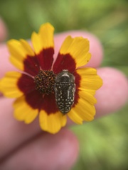 Acmaeodera miliaris