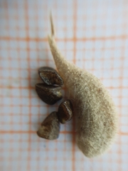 Astragalus stella - cruciatus