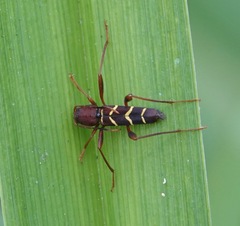 Neoclytus acuminatus acuminatus
