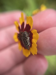 Acmaeodera miliaris