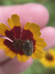 Acmaeodera miliaris