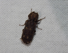 Lichenophanes fascicularis
