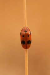 Clytra atraphaxidis