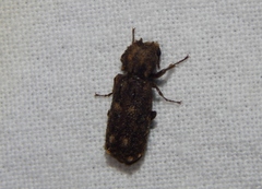Lichenophanes fascicularis