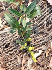 Rumex crassus