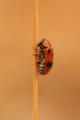 Clytra atraphaxidis