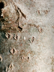 Chionaspis salicis