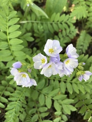 Polemonium pulcherrimum delicatum