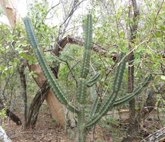 Cereus hankeanus
