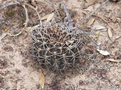 Gymnocalycium marsoneri
