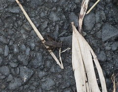 Loxoblemmus appendicularis