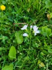 Cardamine pratensis