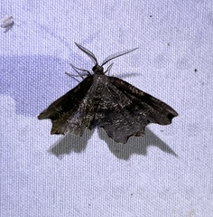Cepphis decoloraria