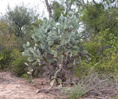 Opuntia quimilo