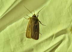 Mythimna anderreggii