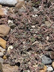 Euphorbia serpens