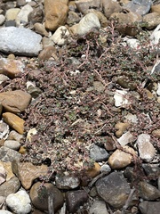 Euphorbia serpens