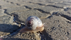 Trigonephrus globulus