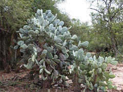 Opuntia quimilo