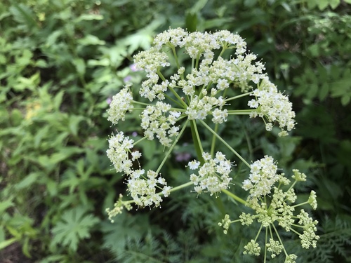 fernleaf licorice-root (Ligusticum filicinum)