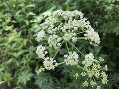 Ligusticum filicinum