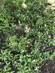 Polemonium pulcherrimum delicatum