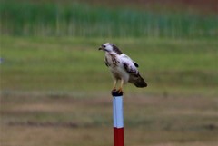 Buteo buteo