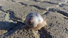 Trigonephrus globulus