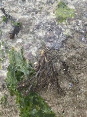 Odonthalia floccosa