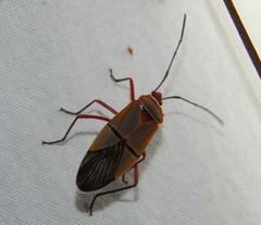 Dysdercus intermedius