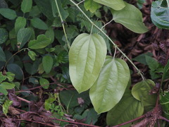 Smilax seisuiensis