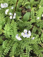 Polemonium pulcherrimum delicatum