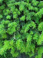 Tsuga diversifolia