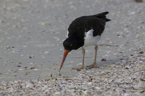 Haematopus palliatus